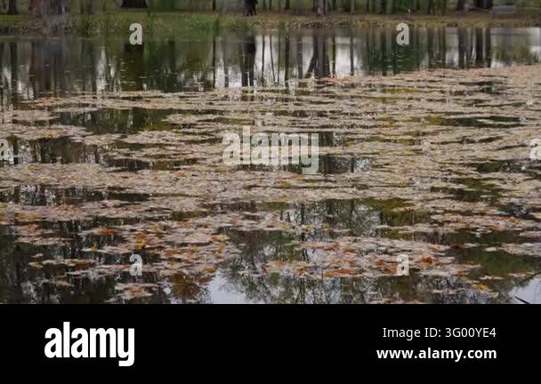 Floaitng Tree Golden fall leaves float across tranquil park pond with tree ...