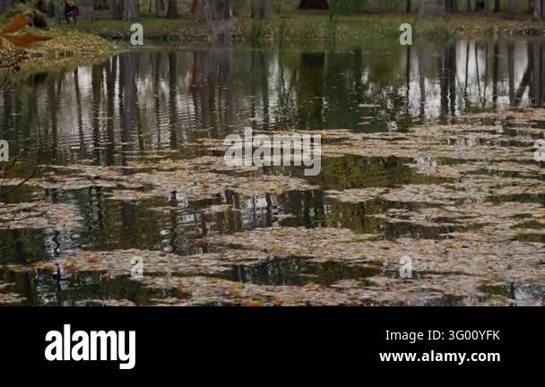 Floaitng Tree Fallen autumn leaves float on rippling pond water reflecting tall trees ...