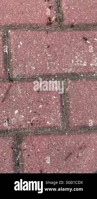 Vertical close-up footage of small ants crawling and foraging among ...