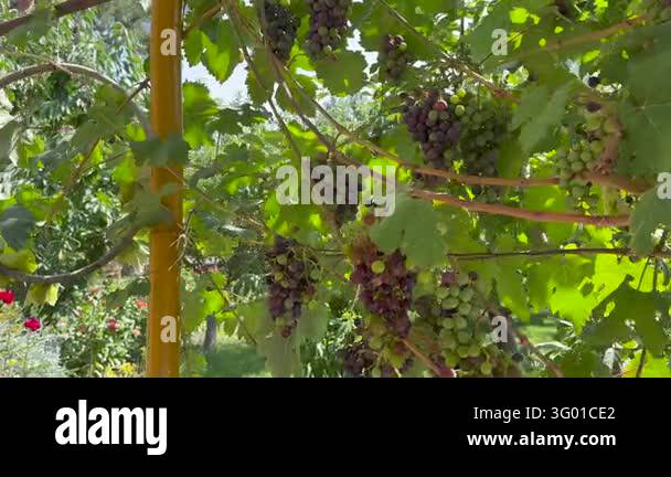 Pink Roses On Vine Grape vines hang from a yellow trellis above blooming red roses, green ...