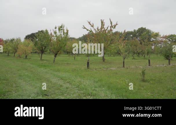 A panning wide view reveals a maintained fruit tree orchard under ...