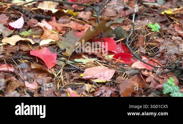 Autumn landscape in an Italian forest Stock Video Footage - Alamy