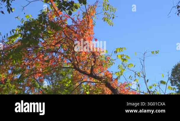Autumn landscape in an Italian forest Stock Video Footage - Alamy
