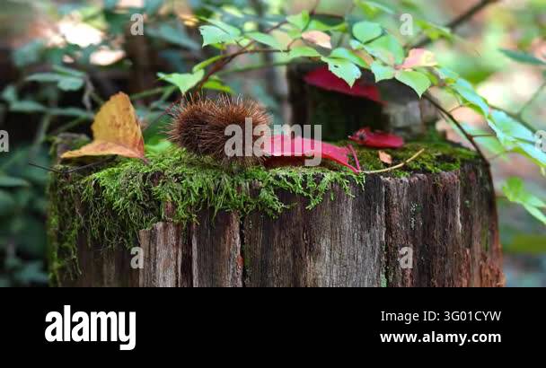 Macro - Autumn colors in a forest Stock Video Footage - Alamy