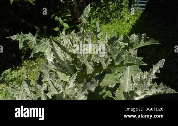 Has Stock A robust and distinctive thorny plant, possibly a thistle or cardoon ...