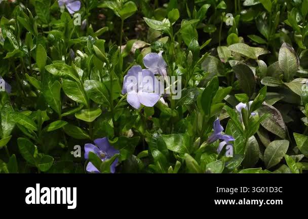 Small Purple Periwinkle Flowers Bloom Together Among Lush Green Garden ...