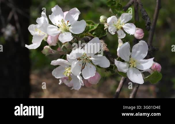 Has Stock A close-up of a white flower on a tree branch. The flower has five ...