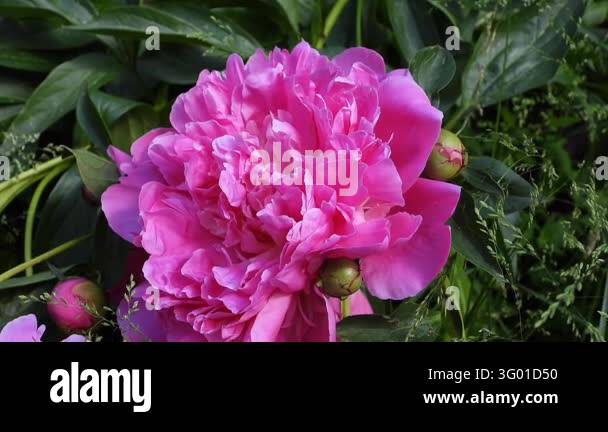 Has Stock A close-up of a large pink peony flower in full bloom. The flower has ...