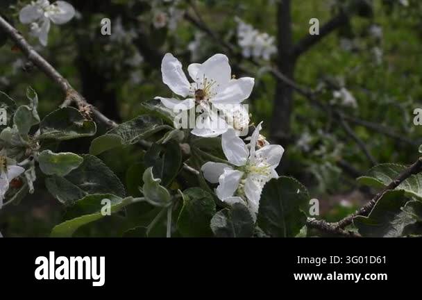Has Stock A close-up of a white flower on a tree branch. The flower has five ...