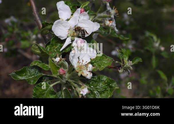 Has Stock A close-up of a white flower on a tree branch. The flower has five ...