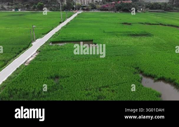Katarni Rice Field View An aerial view travels over rice fields and a narrow path toward ...