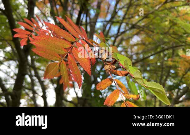 Rowan leaves turning in early autumn forest light Stock Video Footage ...