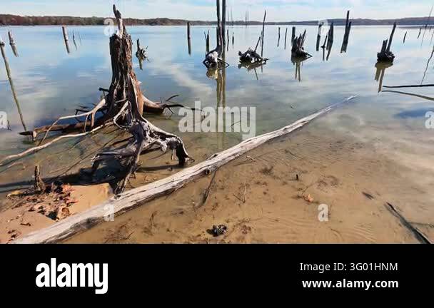 Exposed roots and remnants of submerged dead trees are visible in the ...