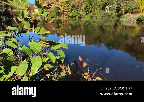 A picturesque forest lake surrounded by autumn foliage Stock Video ...