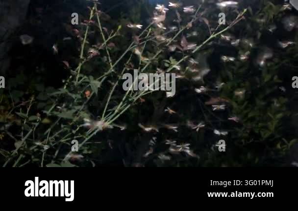 Fly Imag flying termite is a nocturnal insects and usually fly in swarms toward ...