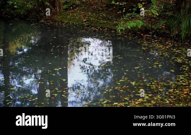 Floaitng Tree Fallen colorful autumn leaves floating on a dark pond surface with ...