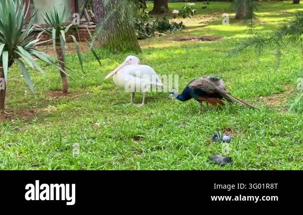 White pelican and blue peacock standing together on green grass lawn in ...