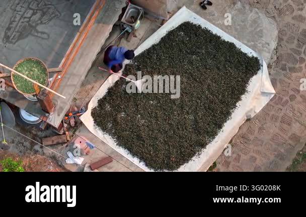 O Tea Worker Puer Tea Dried on the sun in Yunnan, China, Sun drying of the finest ...