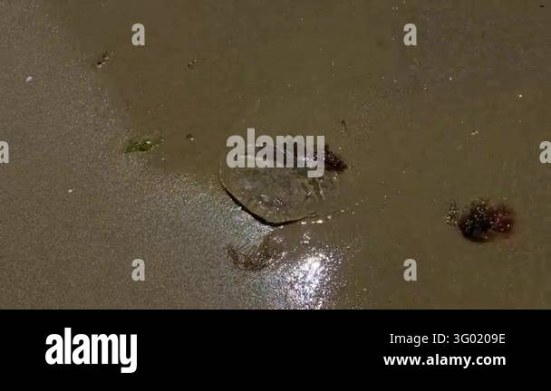 Smlll Image Macro view of a jellyfish on sandy shoreline as small waves gently ...