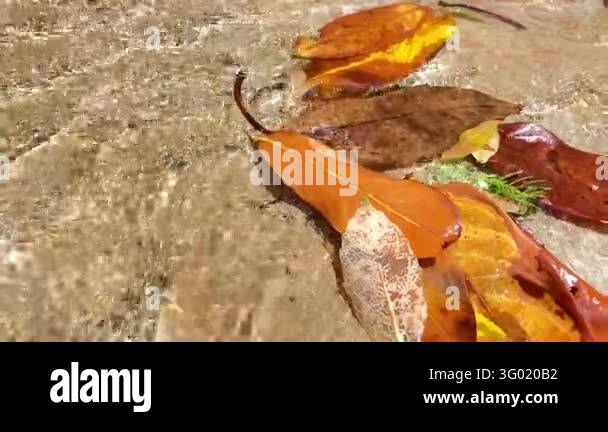 Quality Sign Transparent Background Transparent water sparkles as it flows around orange and red autumn ...