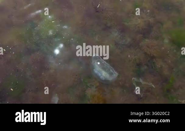 Quality Sign Transparent Background Transparent moon jellyfish gently drifts through brown seaweed in ...