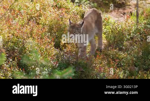 Smlll Image Young lynx walking and sitting in a sunlit forest clearing during late ...