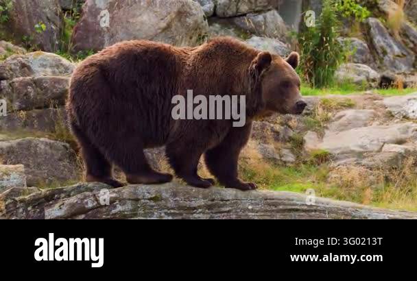 Large brown bear standing on a rocky outcrop in a rugged natural ...