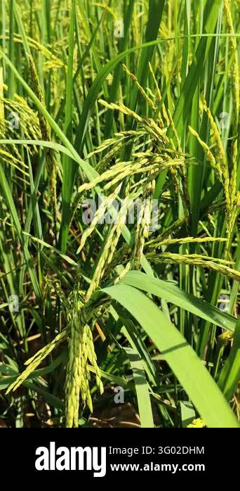 Golden rice plant ripe paddy field agriculture harvest season cereal ...