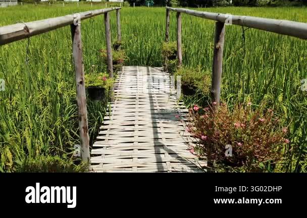 Bamboo bridge walking path through green rice field landscape with ...