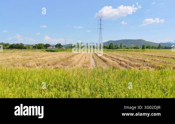 Katarni Rice Field View Beautiful golden rice field landscape with high voltage electricity ...