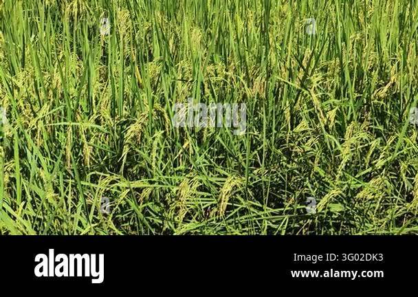 Golden rice plant ripe paddy field agriculture harvest season cereal ...
