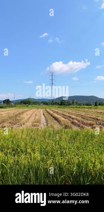 Katarni Rice Field View Beautiful golden rice field landscape with high voltage electricity ...