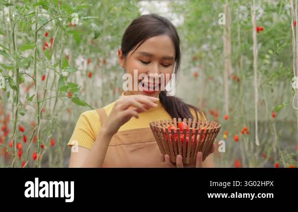 Beautiful Asian woman farming agriculture planting tomatoes in a ...
