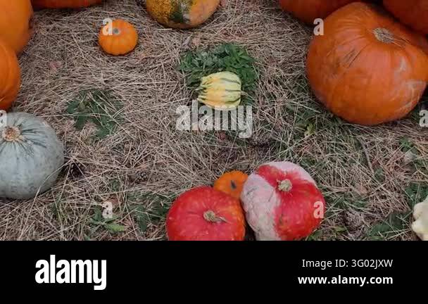 Autumn Harvest Pumpkins and Gourds for Halloween and Thanksgiving ...