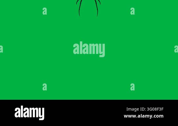 Animated black widow spider climbing down and un on web loop clip ...