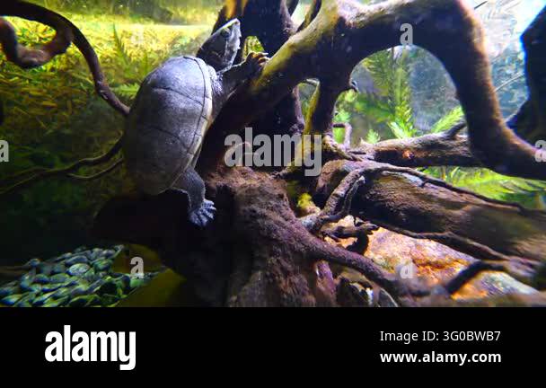 A turtle is climbing on a submerged tree branch in an aquarium with ...