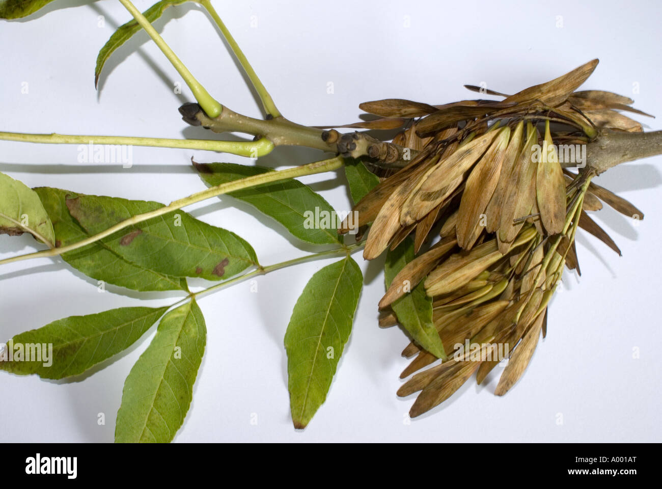 Ash Tree Fruits Fraxinus excelsior Stock Photo