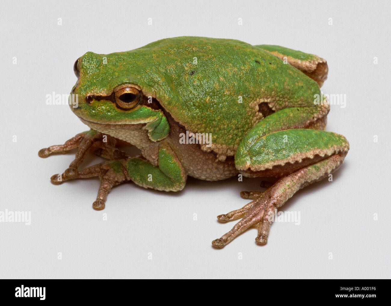 tree frog Stock Photo