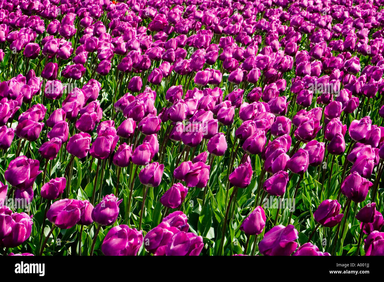 Crisp tulip hi-res stock photography and images - Alamy