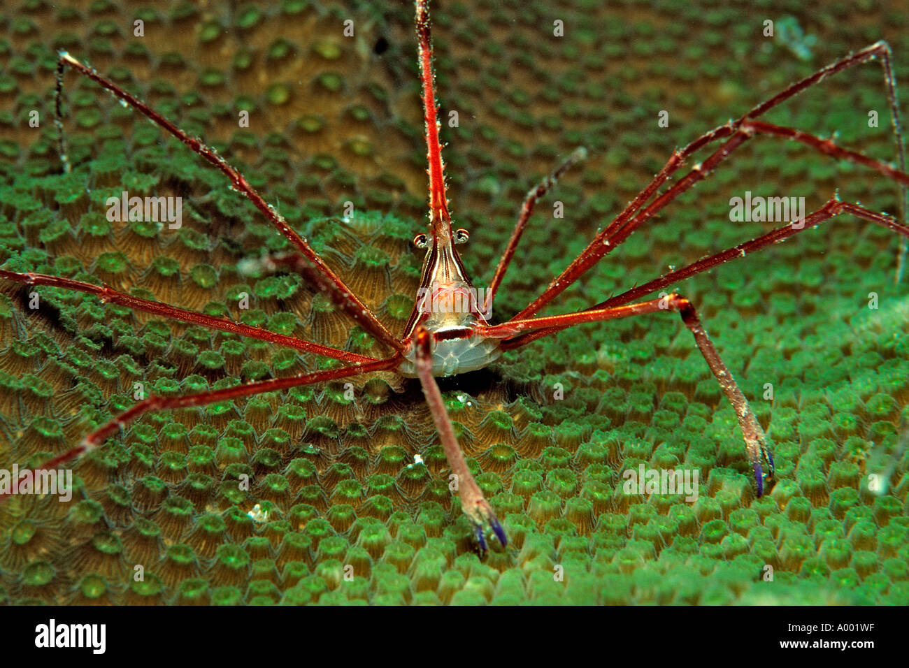 Spider crab Stenorhynchus seticornus British Virgin Islands BVI ...