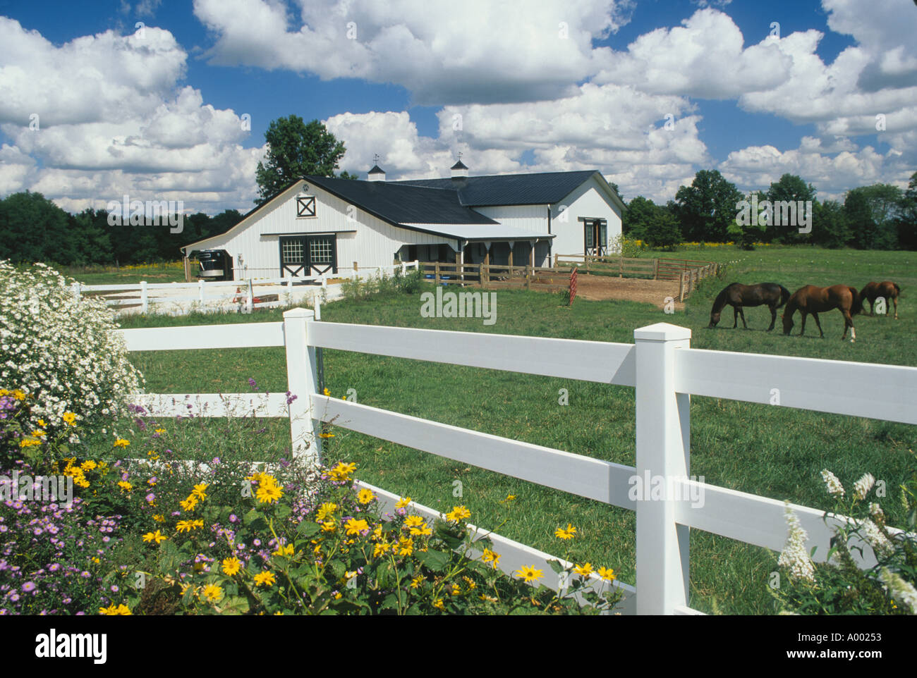 Picturesque white barn and garden with horses grazing in pasture of