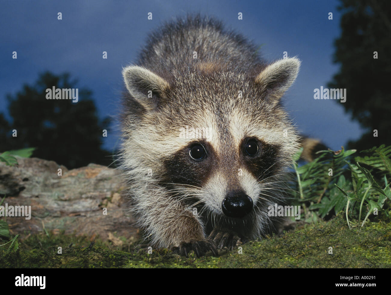 Baby raccoon (Procyon lotor) close up with a surprised face Stock Photo -  Alamy