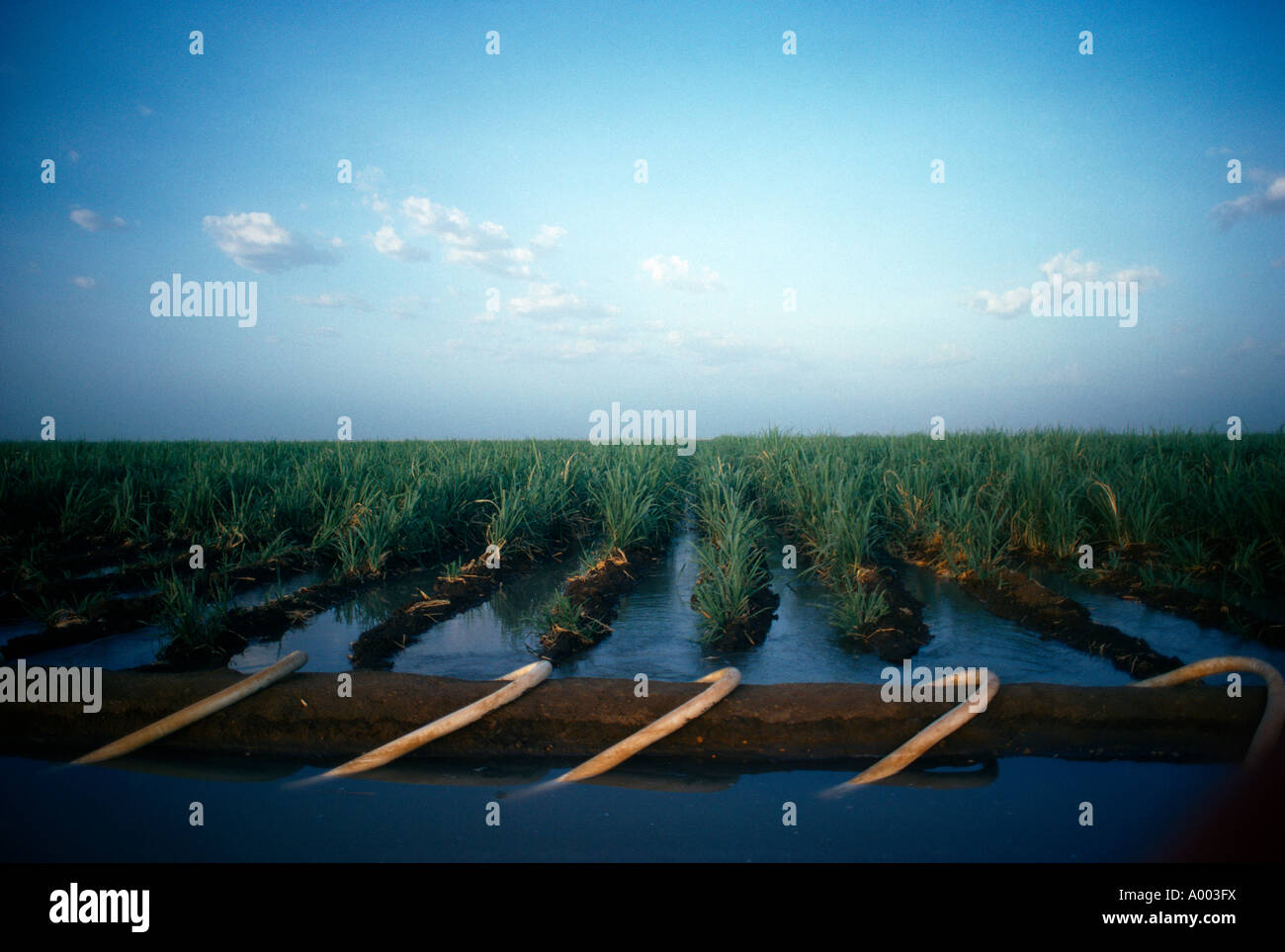 Kenana Sudan Irrigation Canal, Sugar Cane, Syphons Stock Photo Alamy