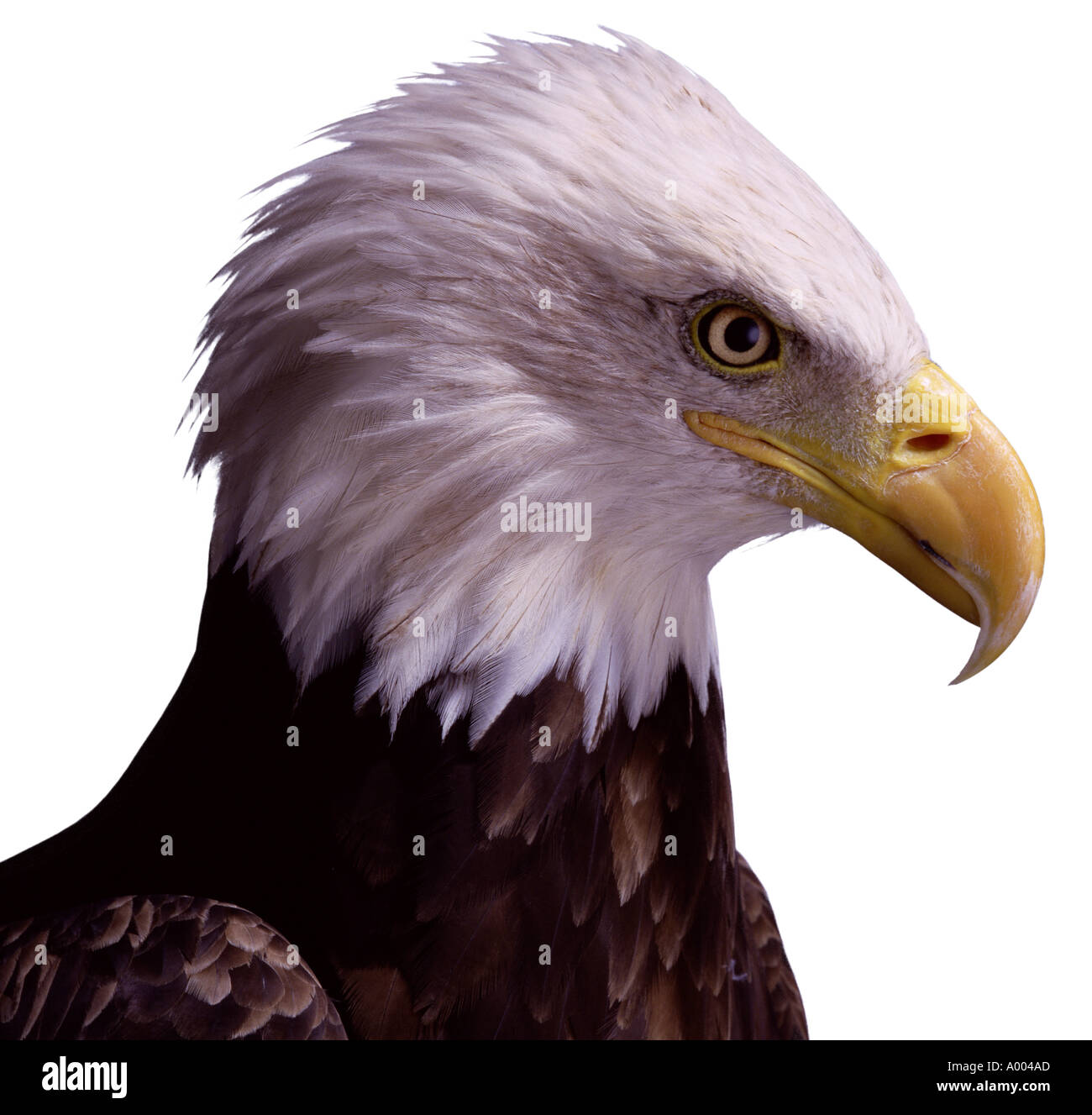 bald eagle Stock Photo
