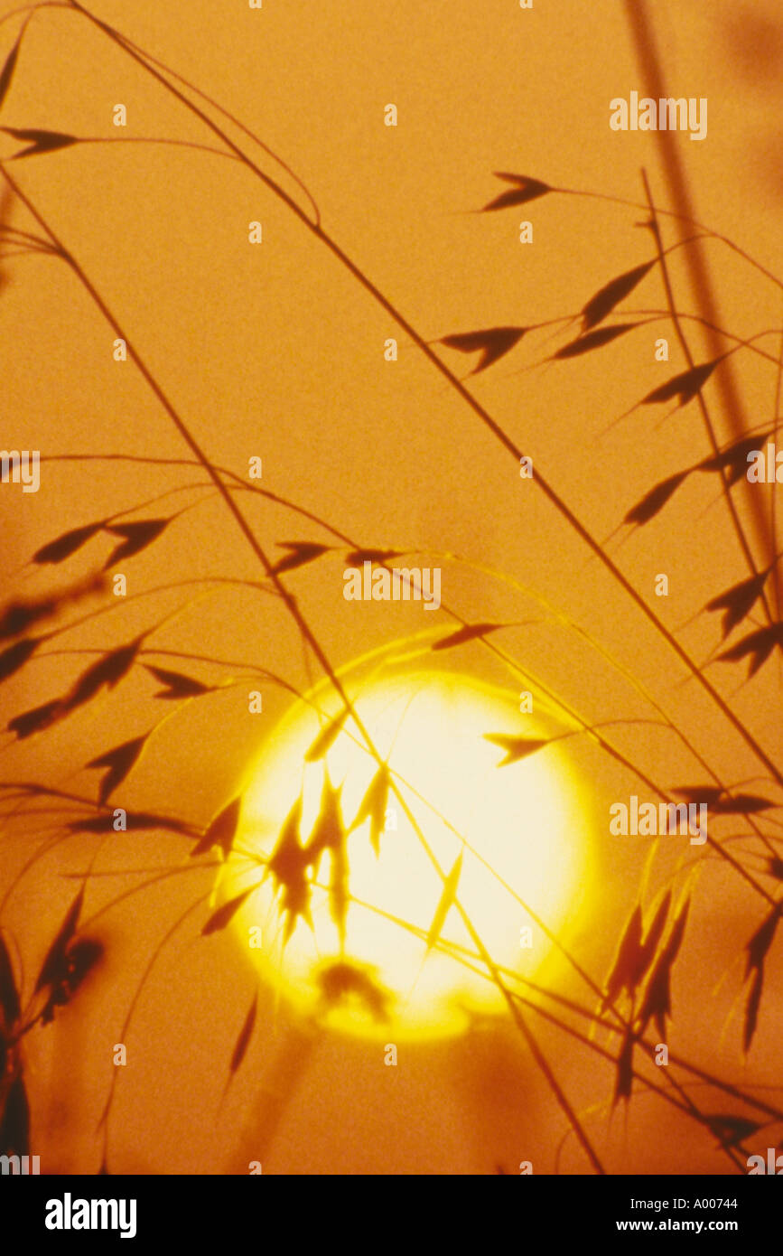 Wild grass stems and seeds rise in front of a country sun and golden light USA Stock Photo