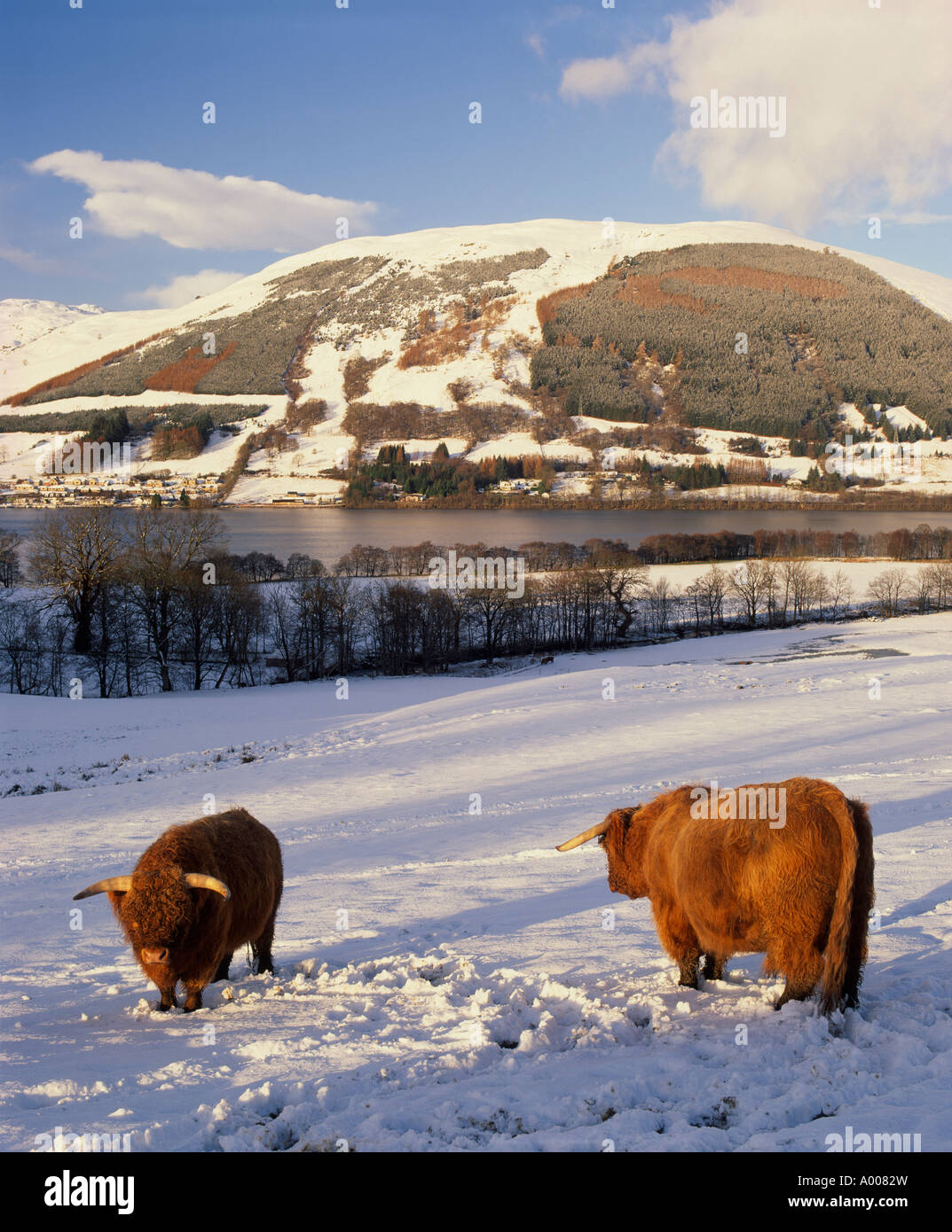 Two Highland cows in snow near Lochearnhead, Stirling, Scotland, UK