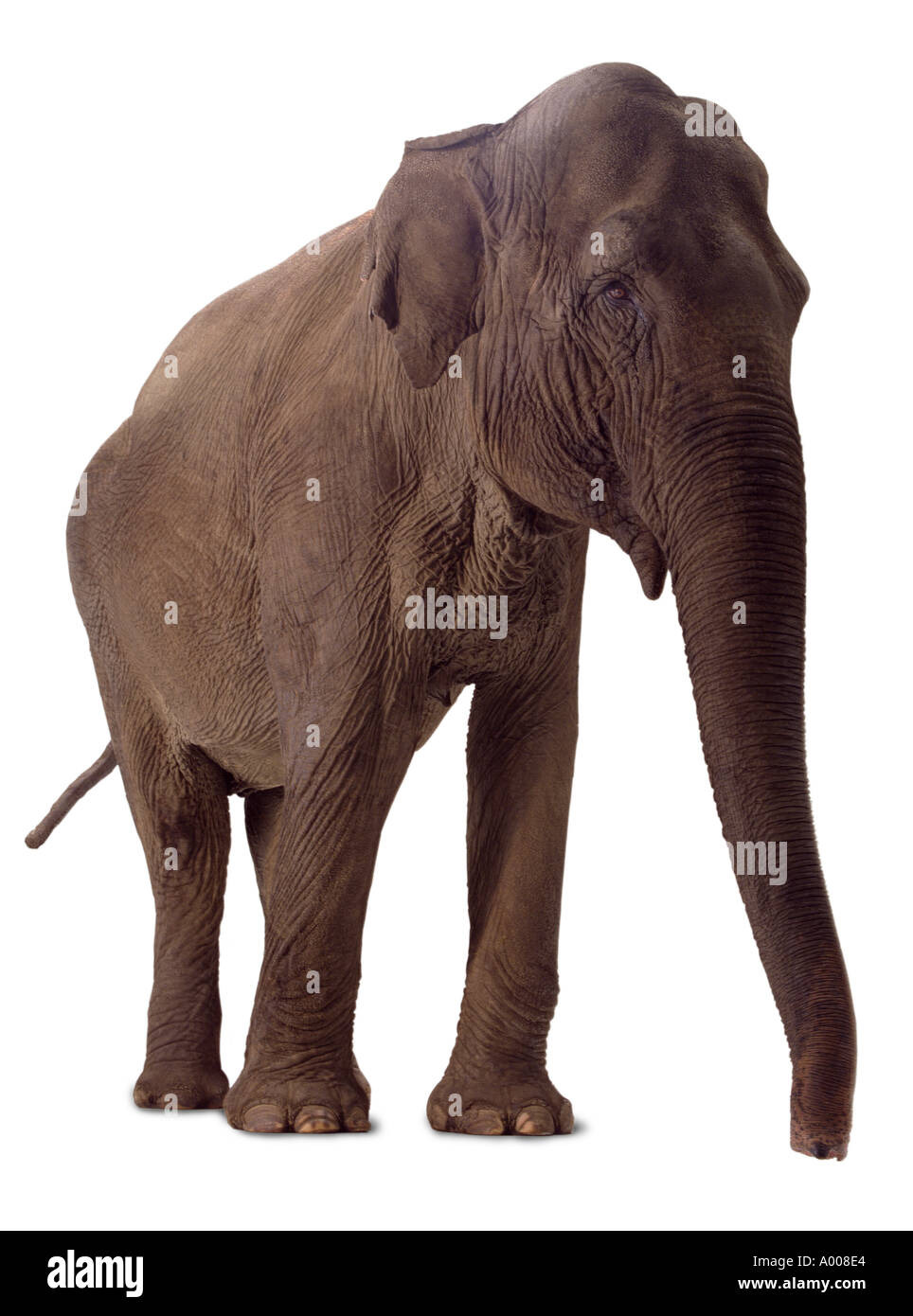 elephant Stock Photo