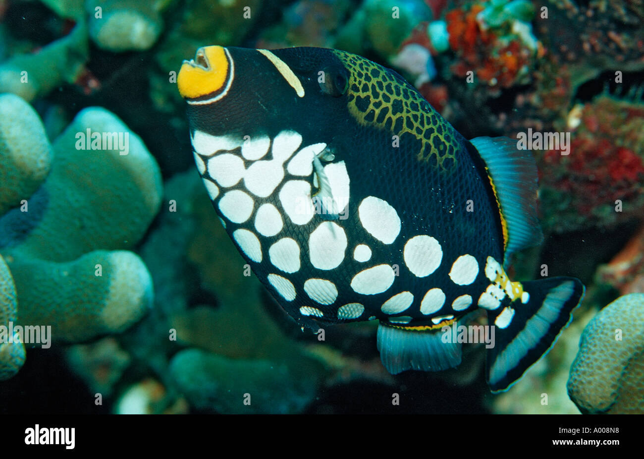 Clown triggerfish Balistoides conspicillum Indonesia Raja Ampat Irian Jaya West Papua Indian Ocean Stock Photo