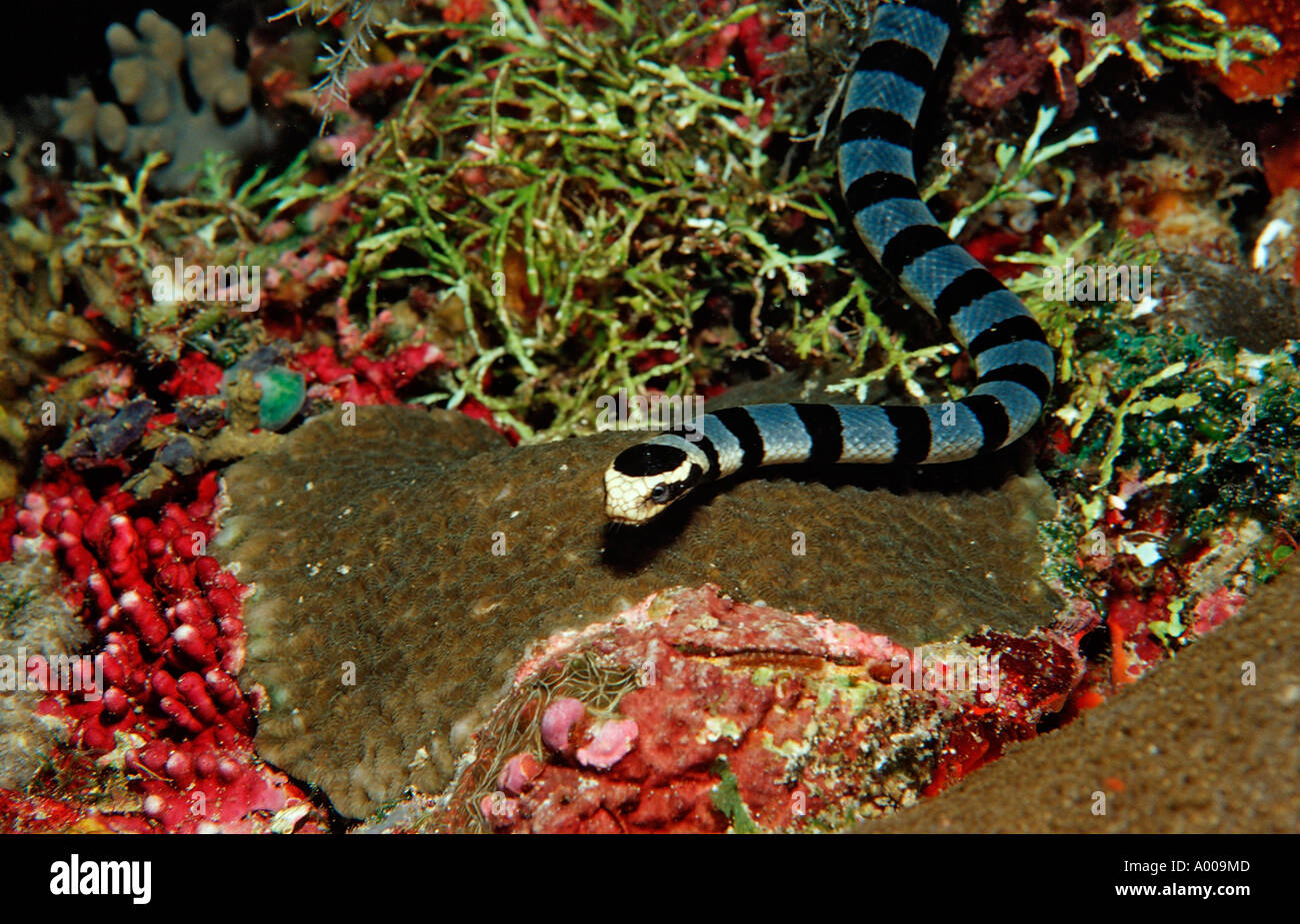 Banded Yellow lip Sea Snake Laticauda colubrina Indonesia Wakatobi Dive Resort Sulawesi Indian Ocean Bandasea Stock Photo