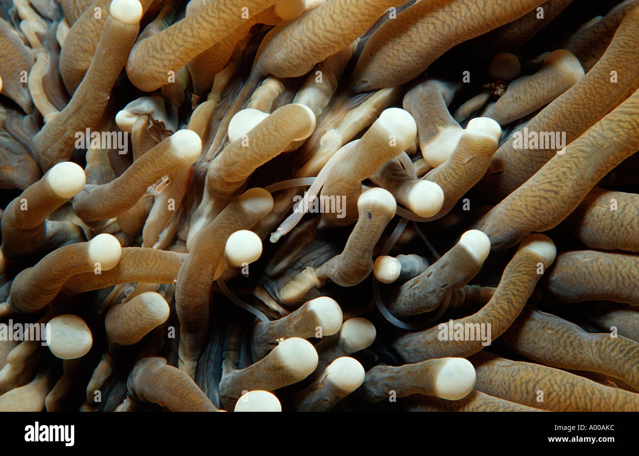Mushroom coral pipefish Siokunichthys nigrolineatus Indonesia Wakatobi Dive Resort Sulawesi Indian Ocean Bandasea Stock Photo